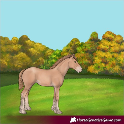 Horse Color:Gold Champagne 