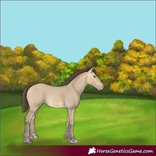 Horse Color:Amber Cream Champagne Dun Rabicano 