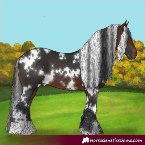 Horse Color:White Spotted Brown 