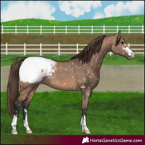 Horse Color:Brown Dun Snowcap