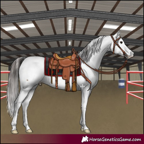 Horse Color:Brown Dun Fewspot