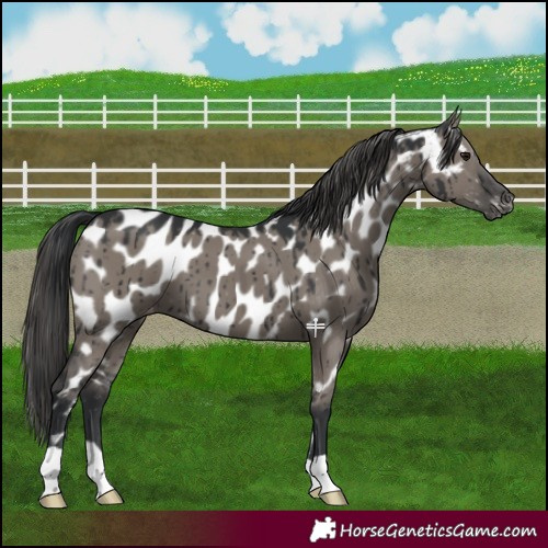 Horse Color:Grullo Near Leopard Brindle
