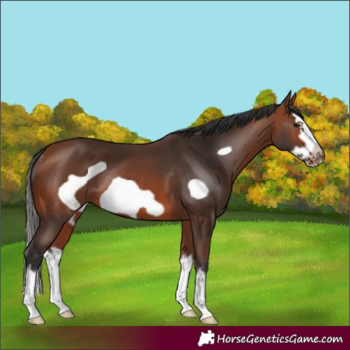 Horse Color:Bay Splash Frame Rabicano 