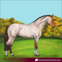 Horse Color:Bay Roan Tobiano 