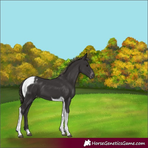 Horse Color:Smoky Black Tobiano Appaloosa 