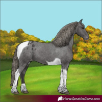 Horse Color:Smoky Black Tobiano Blanket