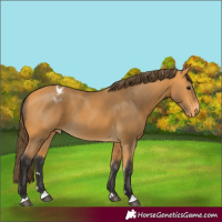 Horse Color:Buckskin Varnish 