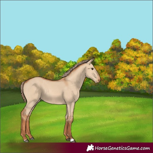 Horse Color:Red Dun 