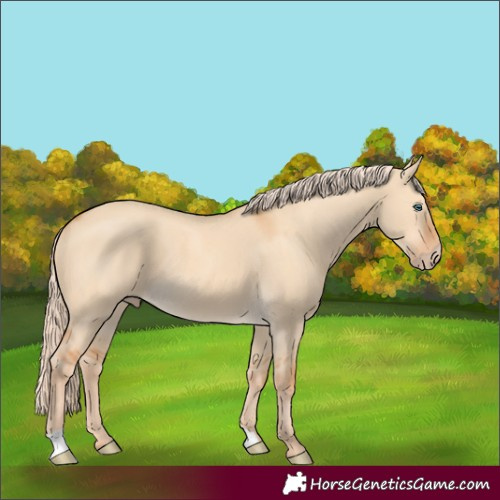 Horse Color:Gray Cremello Dun