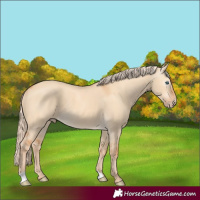 Horse Color:Gray Cremello Dun