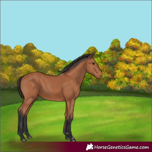 Horse Color:Bay 