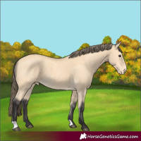 Horse Color:Buckskin Appaloosa 