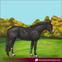 Horse Color:Smoky Black Appaloosa
