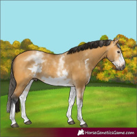 Horse Color:Gray White Spotted Buckskin Dun Frame Rabicano