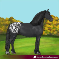Horse Color:Black Appaloosa