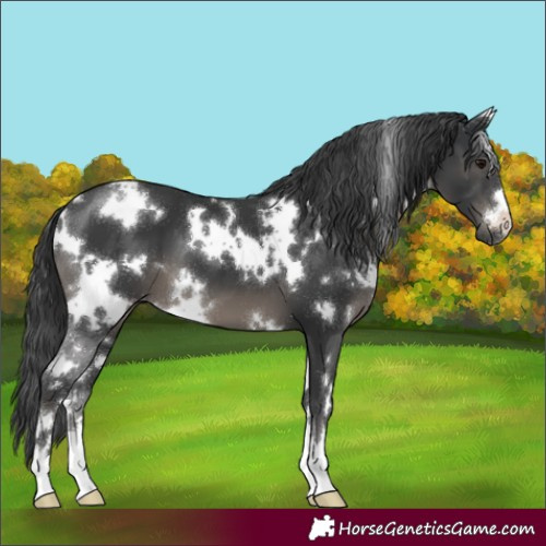 Horse Color:White Spotted Black
