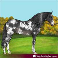 Horse Color:White Spotted Black 