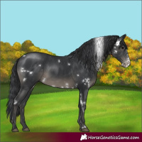 Horse Color:Unknown 