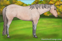 Horse Color:Bay Roan Appaloosa 