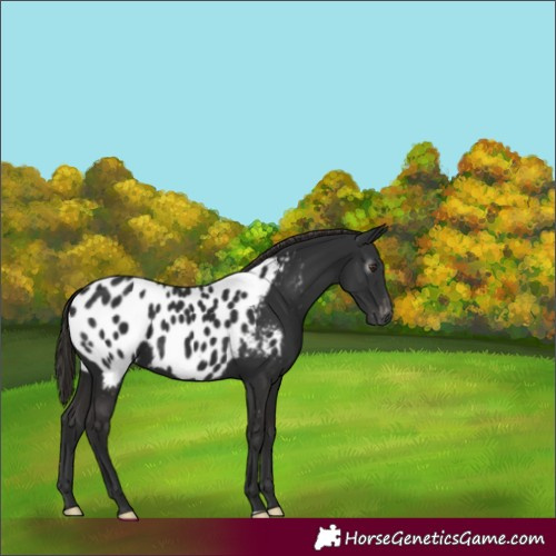 Horse Color:Gray Liver Chestnut Appaloosa 