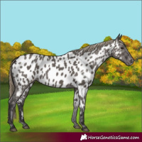 Horse Color:Smoky Grullo Near Leopard 