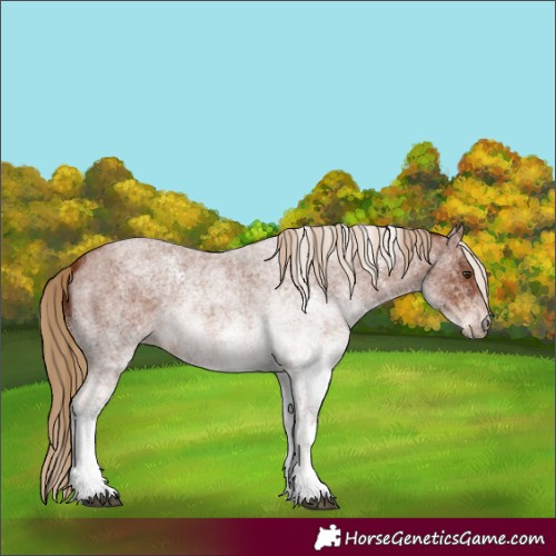 Horse Color:White Spotted Red Roan 