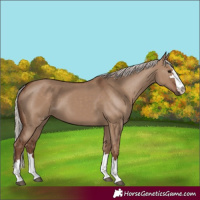 Horse Color:Silver Grullo