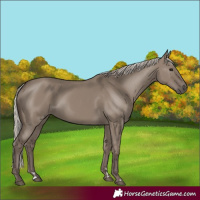 Horse Color:Silver Grullo 