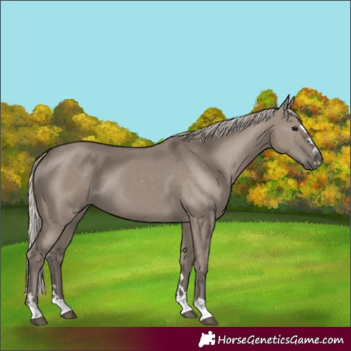 Horse Color:Silver Grullo 