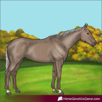 Horse Color:Silver Grullo 