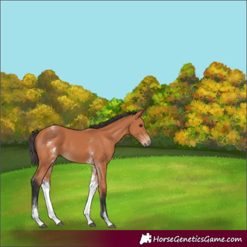 Horse Color:White Spotted Bay 