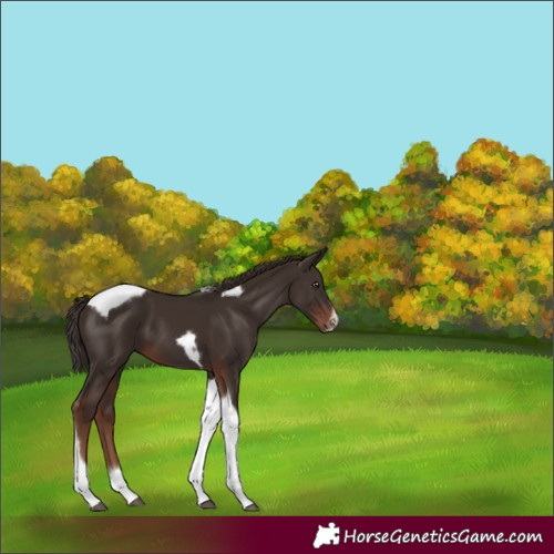 Horse Color:Liver Chestnut Tobiano Frame