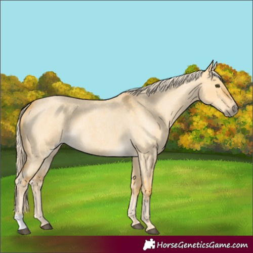 Horse Color:Palomino Roan Dun 