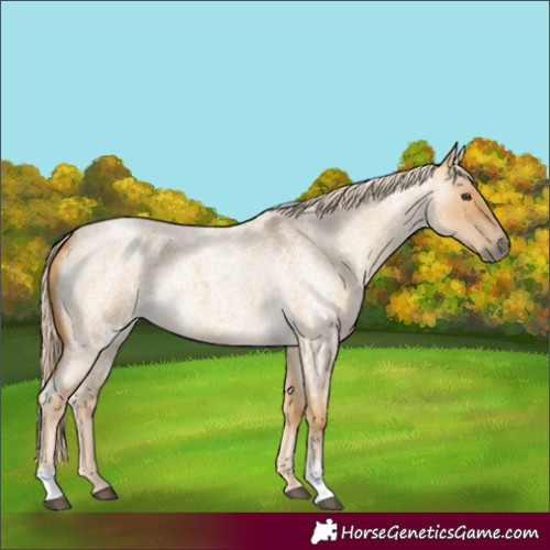 Horse Color:Palomino Roan Dun 