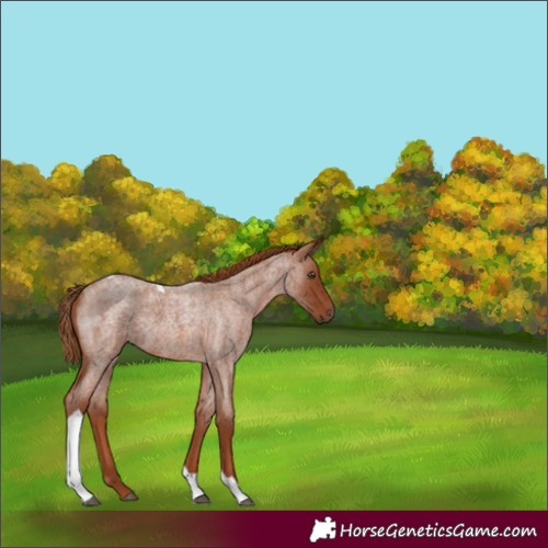 Horse Color:Red Roan Tobiano