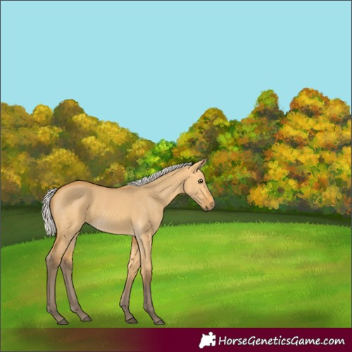 Horse Color:Silver Buckskin Dun