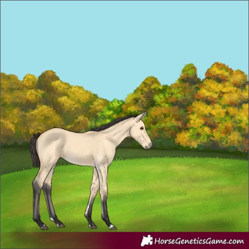 Horse Color:Buckskin Dun 