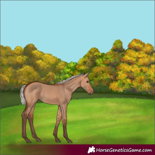 Horse Color:Silver Bay Dun 