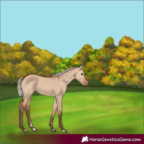 Horse Color:Silver Bay Dun