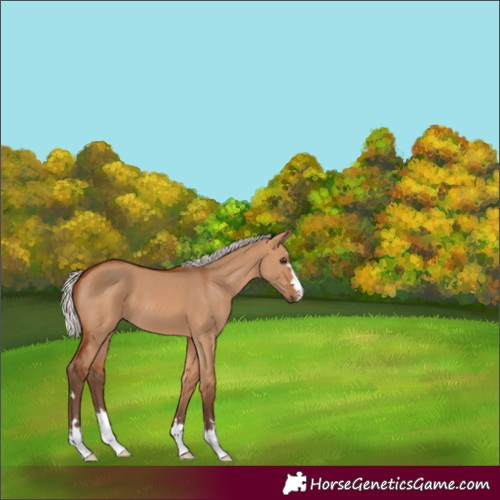 Horse Color:Silver Bay Dun