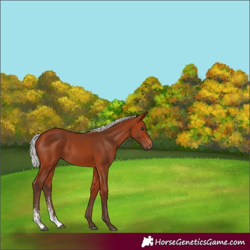Horse Color:Silver Bay Sabino 