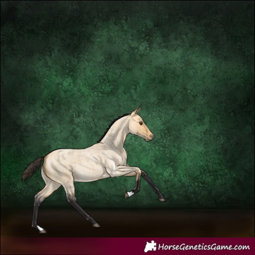 Horse Color:Buckskin Roan Dun 