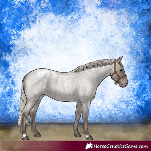 Horse Color:Silver Blue Roan Appaloosa 