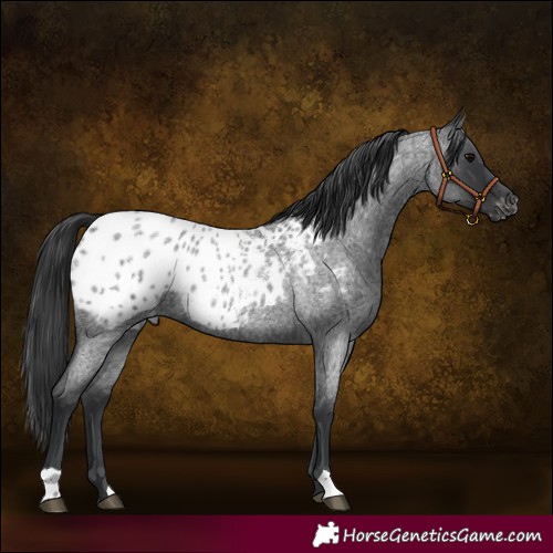 Horse Color:Blue Roan Appaloosa 