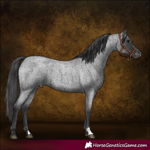 Horse Color:Blue Roan Appaloosa 
