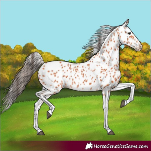 Horse Color:Bay Tobiano Appaloosa 