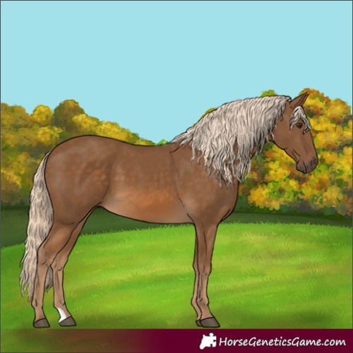 Horse Color:Chocolate Palomino 