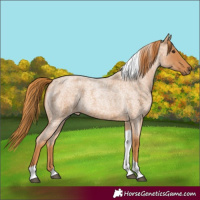 Horse Color:Red Roan Tobiano