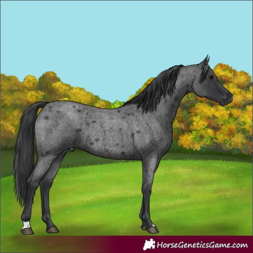 Horse Color:Unknown 
