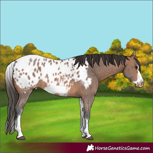 Horse Color:White Spotted Bay Sabino Splash Frame Appaloosa